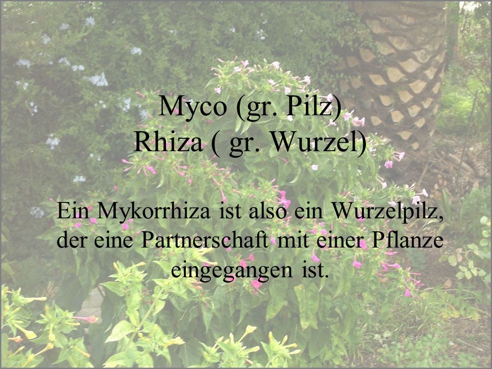 Myco (gr. Pilz) Rhiza ( gr