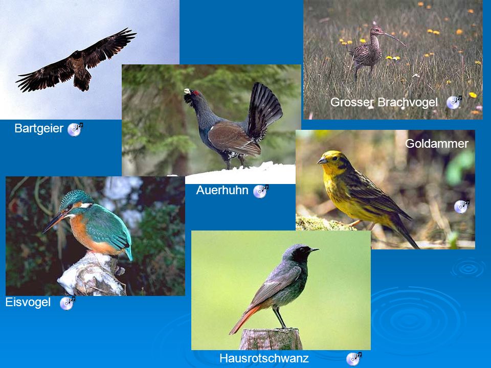 Grosser Brachvogel Bartgeier Goldammer Auerhuhn Eisvogel Hausrotschwanz