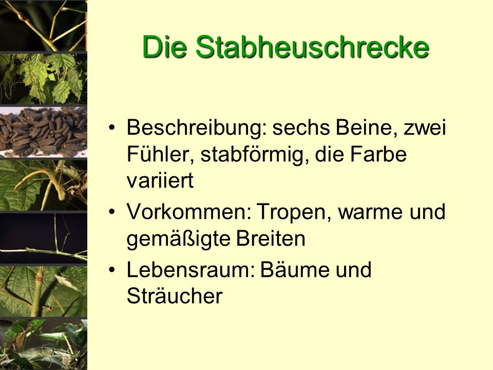 Die Stabheuschrecke Beschreibung: sechs Beine, zwei Fühler, stabförmig, die Farbe variiert. Vorkommen: Tropen, warme und gemäßigte Breiten.