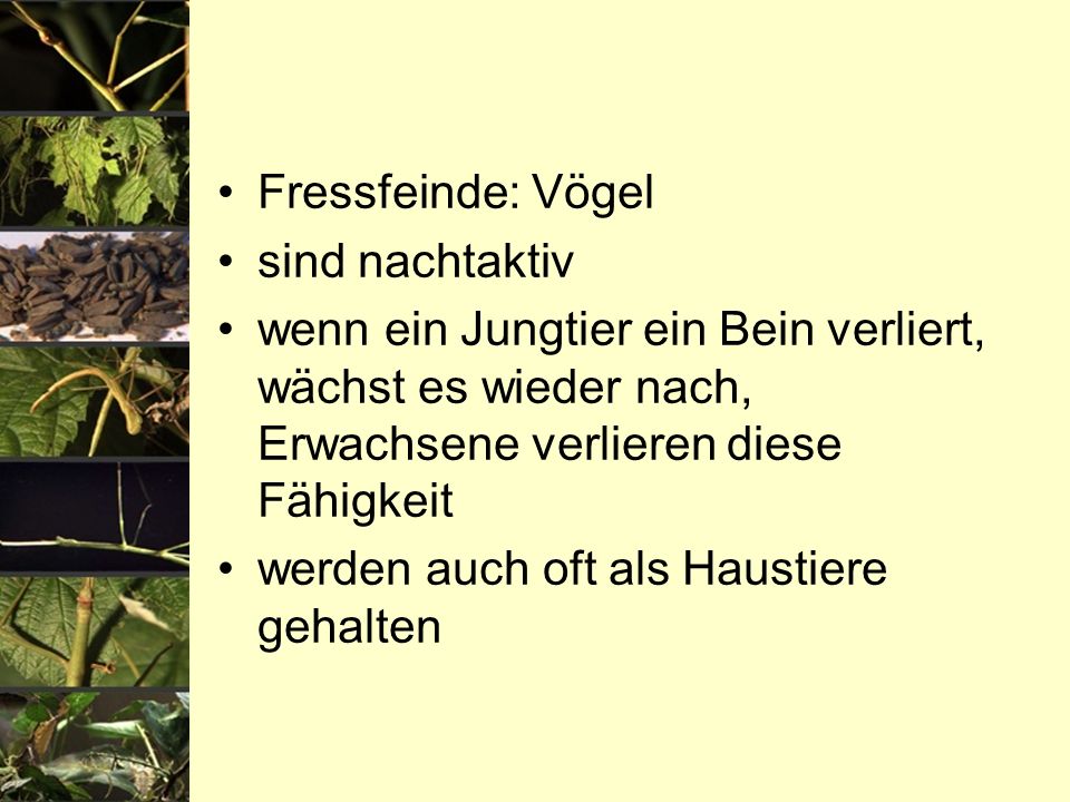 Fressfeinde: Vögel sind nachtaktiv. wenn ein Jungtier ein Bein verliert, wächst es wieder nach, Erwachsene verlieren diese Fähigkeit.