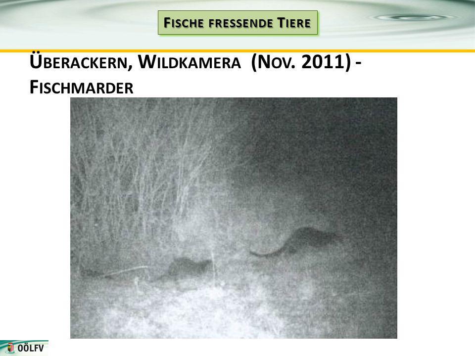 Überackern, Wildkamera (Nov. 2011) - Fischmarder