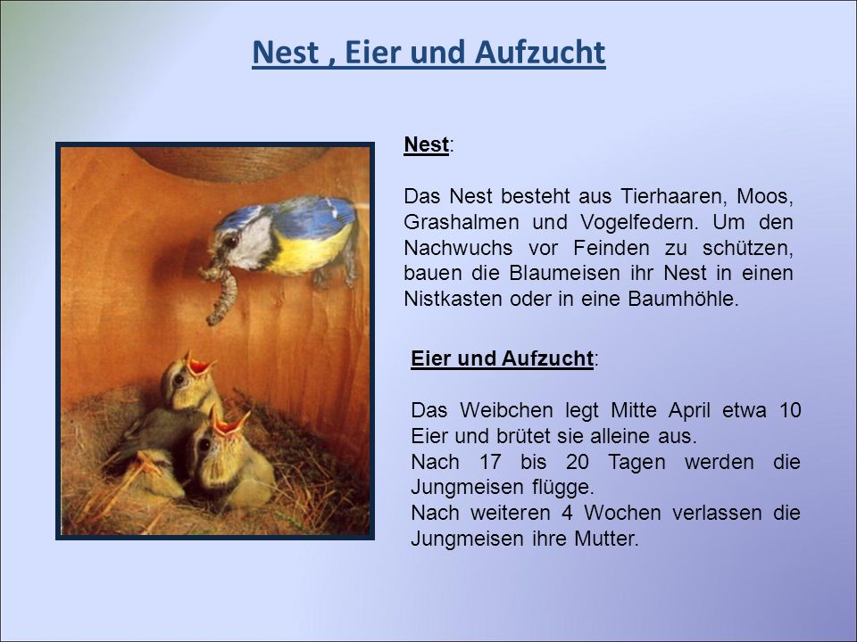 Nest , Eier und Aufzucht Nest: