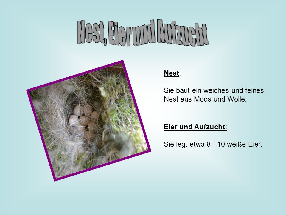 Nest, Eier und Aufzucht Nest: