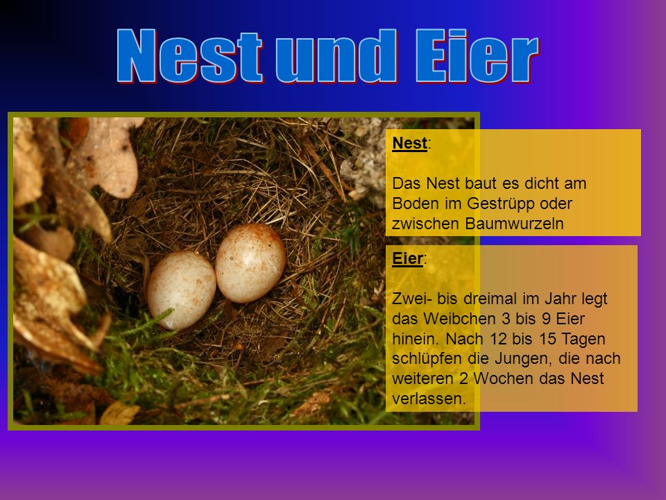 Nest und Eier Nest: Das Nest baut es dicht am Boden im Gestrüpp oder zwischen Baumwurzeln. Eier:
