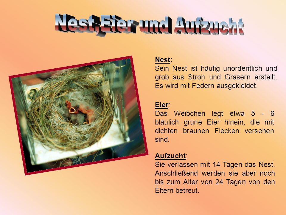 Nest,Eier und Aufzucht Nest: