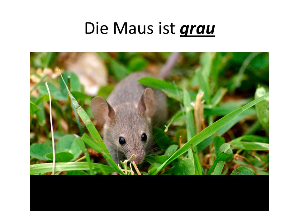 Die Maus ist grau