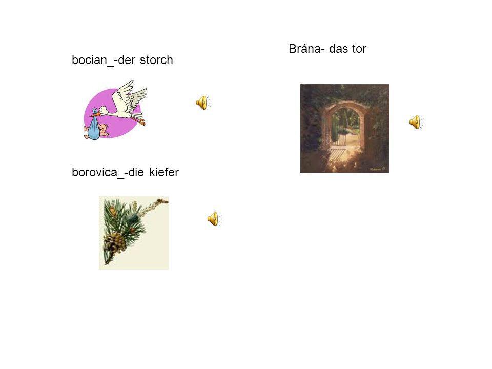 Brána- das tor bocian_-der storch borovica_-die kiefer