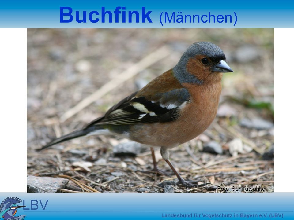Buchfink (Männchen) Foto: Schirutschke