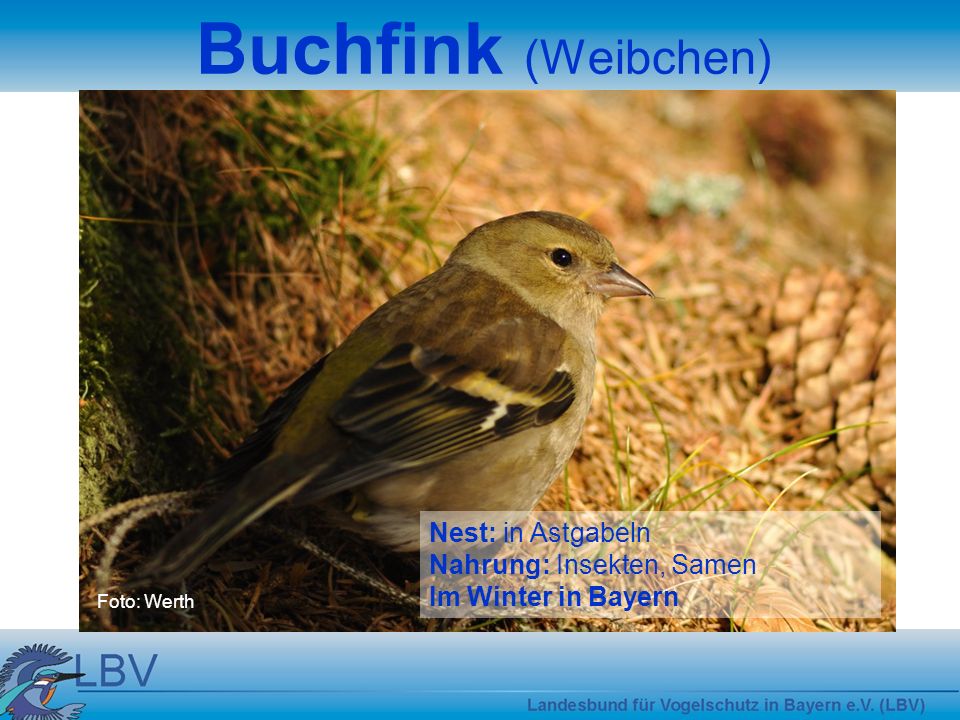 Buchfink (Weibchen) Nest: in Astgabeln Nahrung: Insekten, Samen