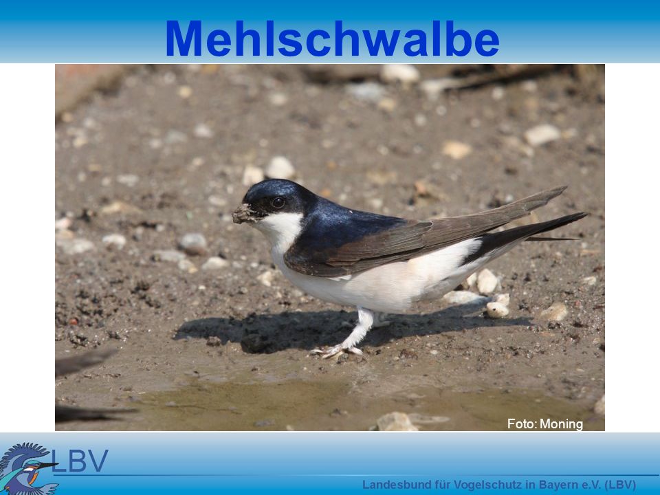 Mehlschwalbe Foto: Moning