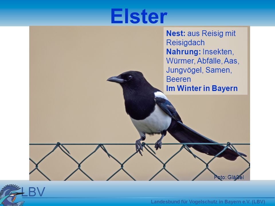 Elster Nest: aus Reisig mit Reisigdach