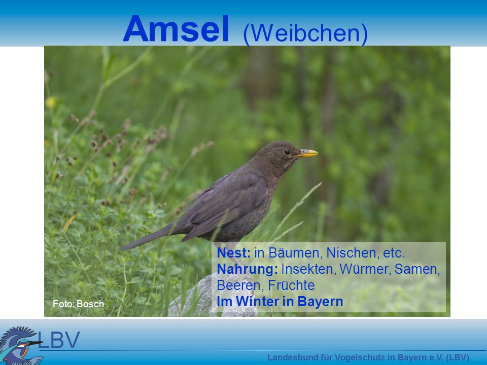 Amsel (Weibchen) Nest: in Bäumen, Nischen, etc.