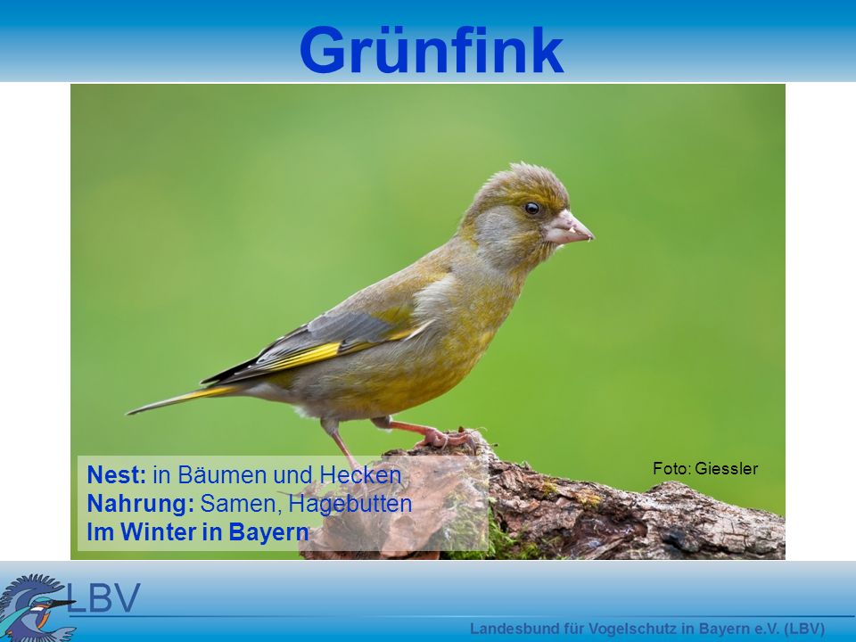 Grünfink Nest: in Bäumen und Hecken Nahrung: Samen, Hagebutten