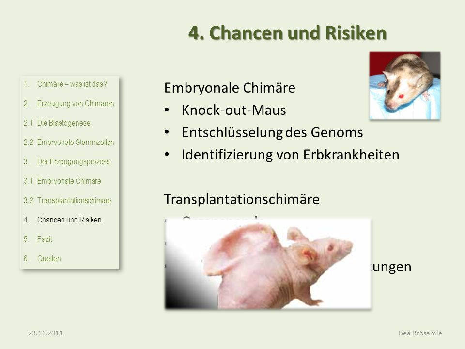4. Chancen und Risiken Embryonale Chimäre Knock-out-Maus