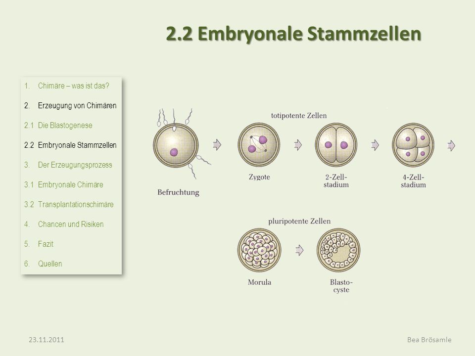 2.2 Embryonale Stammzellen