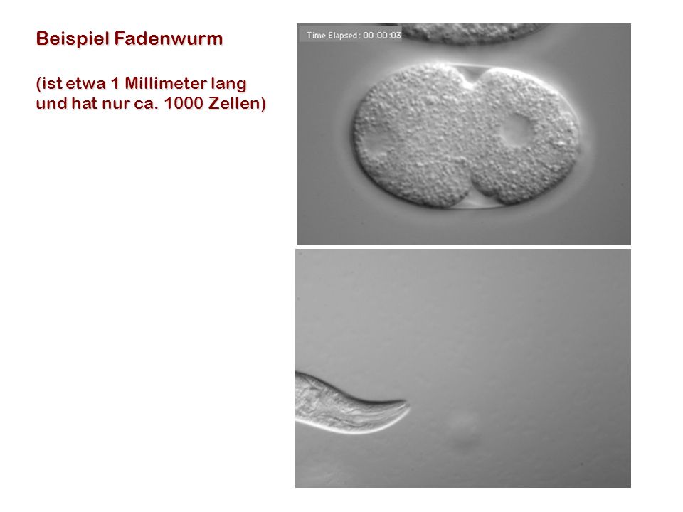 Beispiel Fadenwurm (ist etwa 1 Millimeter lang