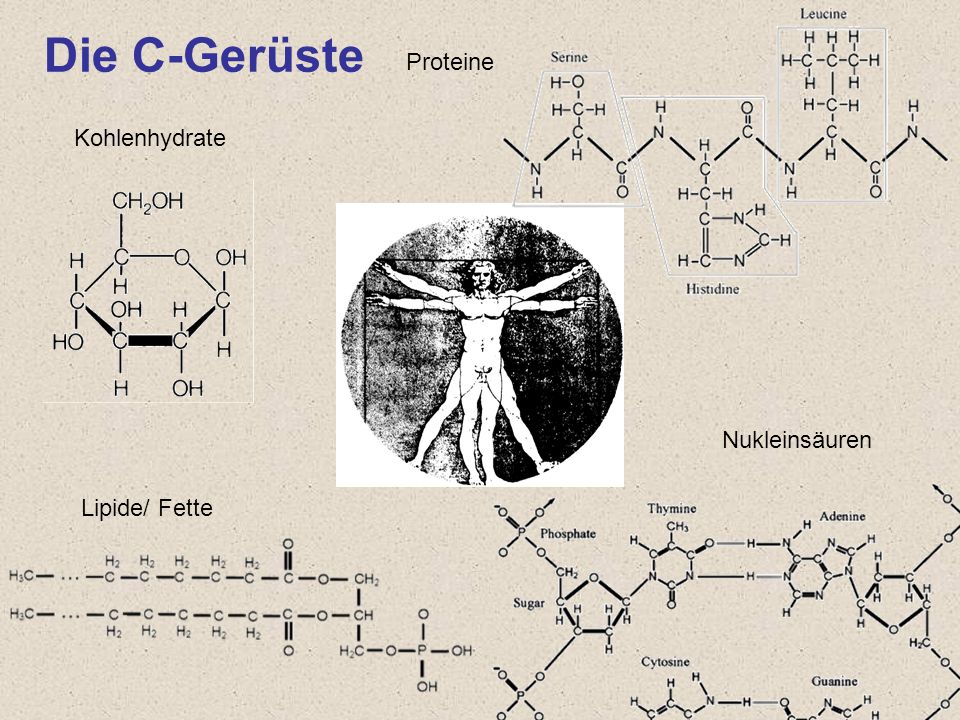 Proteine Die C-Gerüste Kohlenhydrate Nukleinsäuren Lipide/ Fette