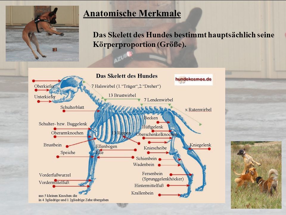 Anatomische Merkmale Das Skelett des Hundes bestimmt hauptsächlich seine Körperproportion (Größe).