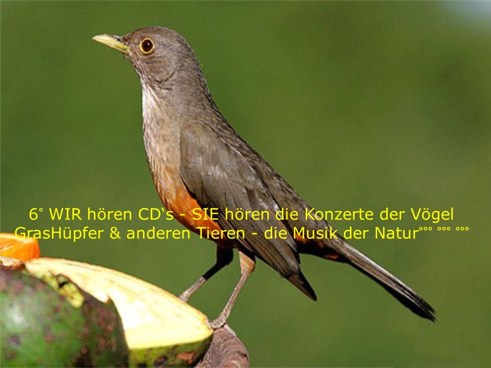 6° WIR hören CD‘s - SIE hören die Konzerte der Vögel GrasHüpfer & anderen Tieren - die Musik der Natur°°° °°° °°°