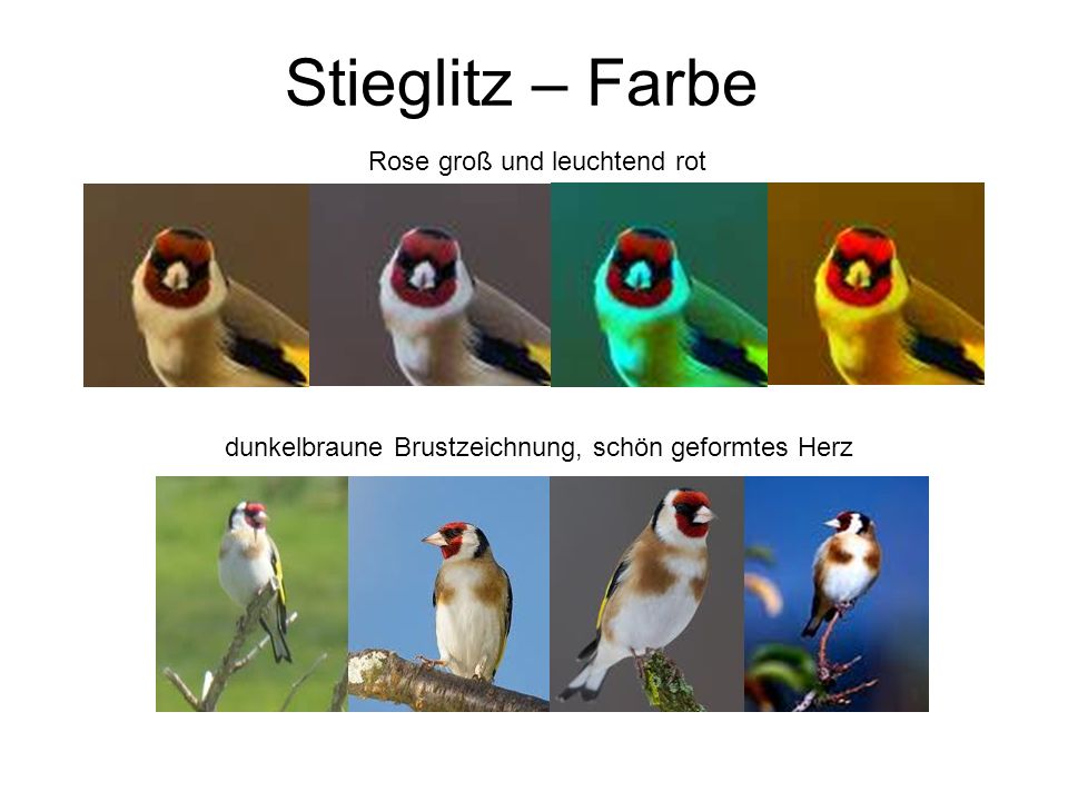 Stieglitz – Farbe Rose groß und leuchtend rot