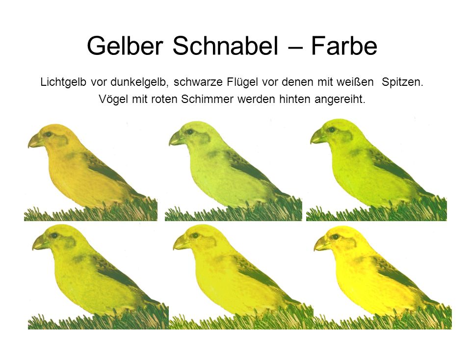 Gelber Schnabel – Farbe Lichtgelb vor dunkelgelb, schwarze Flügel vor denen mit weißen Spitzen.