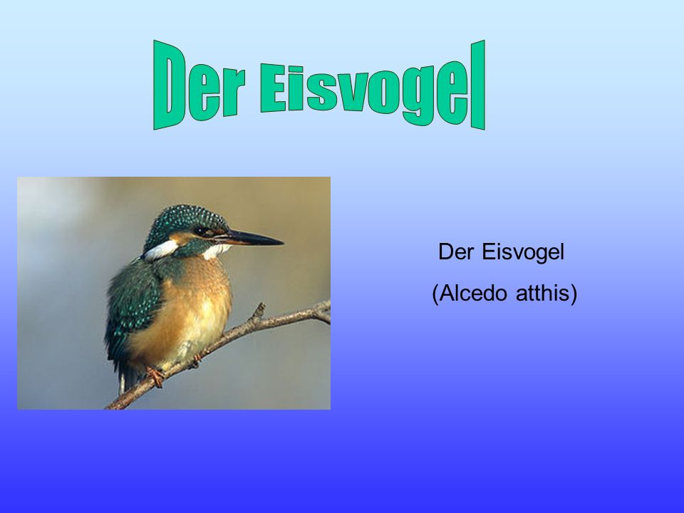 Der Eisvogel Der Eisvogel (Alcedo atthis)