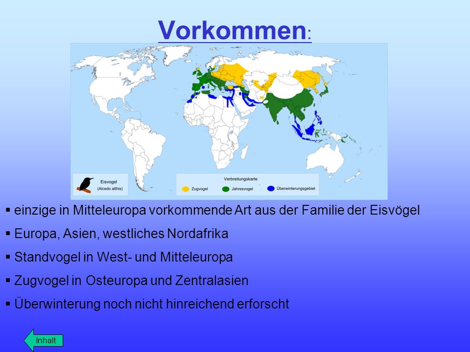 Vorkommen: einzige in Mitteleuropa vorkommende Art aus der Familie der Eisvögel. Europa, Asien, westliches Nordafrika.