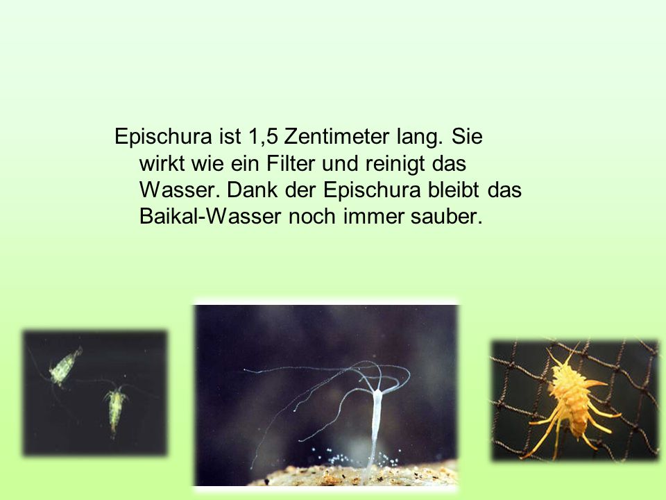 Epischura ist 1,5 Zentimeter lang