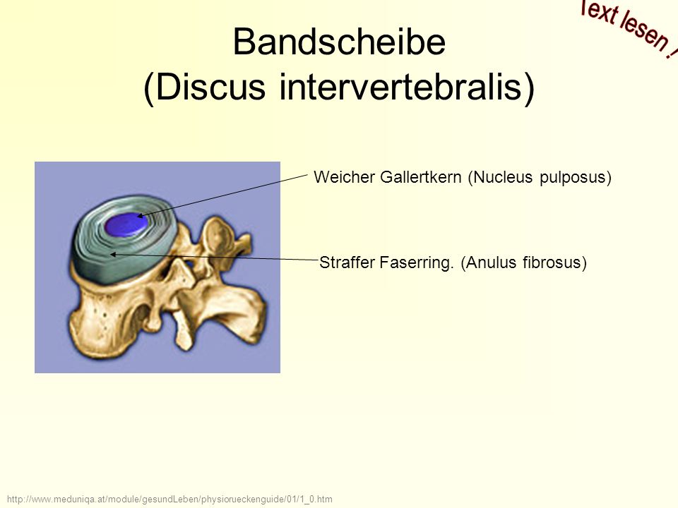 Bandscheibe (Discus intervertebralis)