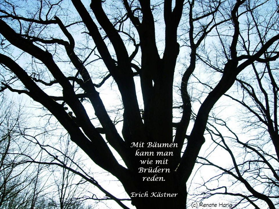 Mit Bäumen kann man wie mit Brüdern reden. Erich Kästner