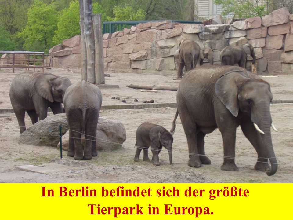 In Berlin befindet sich der größte Tierpark in Europa.