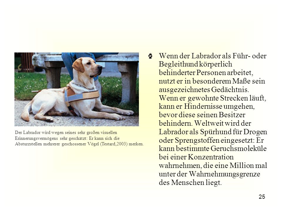 Wenn der Labrador als Führ- oder Begleithund körperlich behinderter Personen arbeitet, nutzt er in besonderem Maße sein ausgezeichnetes Gedächtnis. Wenn er gewohnte Strecken läuft, kann er Hindernisse umgehen, bevor diese seinen Besitzer behindern. Weltweit wird der Labrador als Spürhund für Drogen oder Sprengstoffen eingesetzt: Er kann bestimmte Geruchsmoleküle bei einer Konzentration wahrnehmen, die eine Million mal unter der Wahrnehmungsgrenze des Menschen liegt.