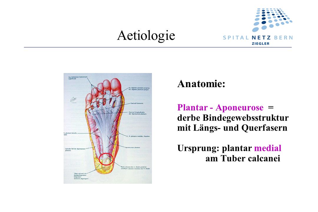 Aetiologie Anatomie: