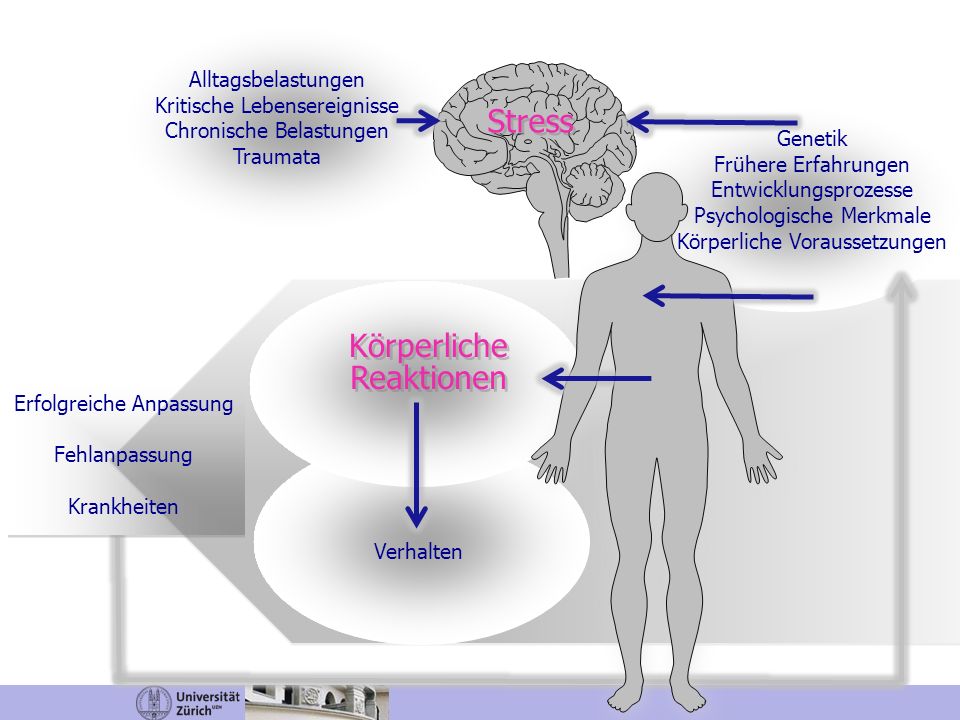Stress Körperliche Reaktionen Alltagsbelastungen