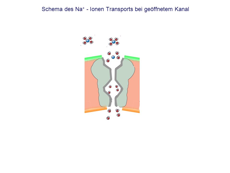 Schema des Na+ - Ionen Transports bei geöffnetem Kanal
