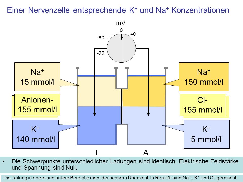 Einer Nervenzelle entsprechende K+ und Na+ Konzentrationen