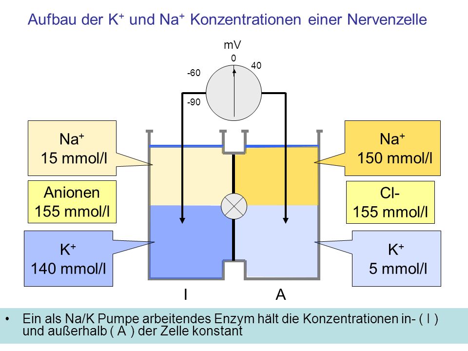 Aufbau der K+ und Na+ Konzentrationen einer Nervenzelle
