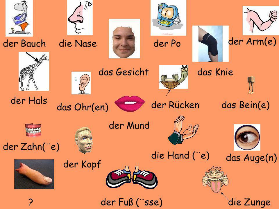 der Arm(e) der Bauch. die Nase. der Po. das Gesicht. das Knie. der Hals. der Rücken. das Bein(e)