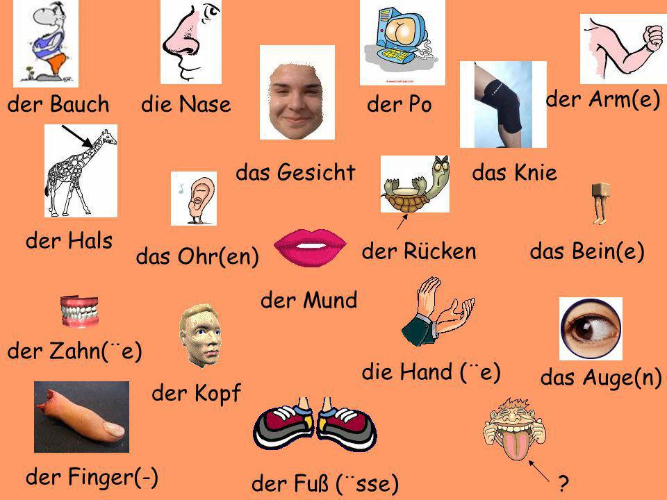 der Arm(e) der Bauch. die Nase. der Po. das Gesicht. das Knie. der Hals. der Rücken. das Bein(e)