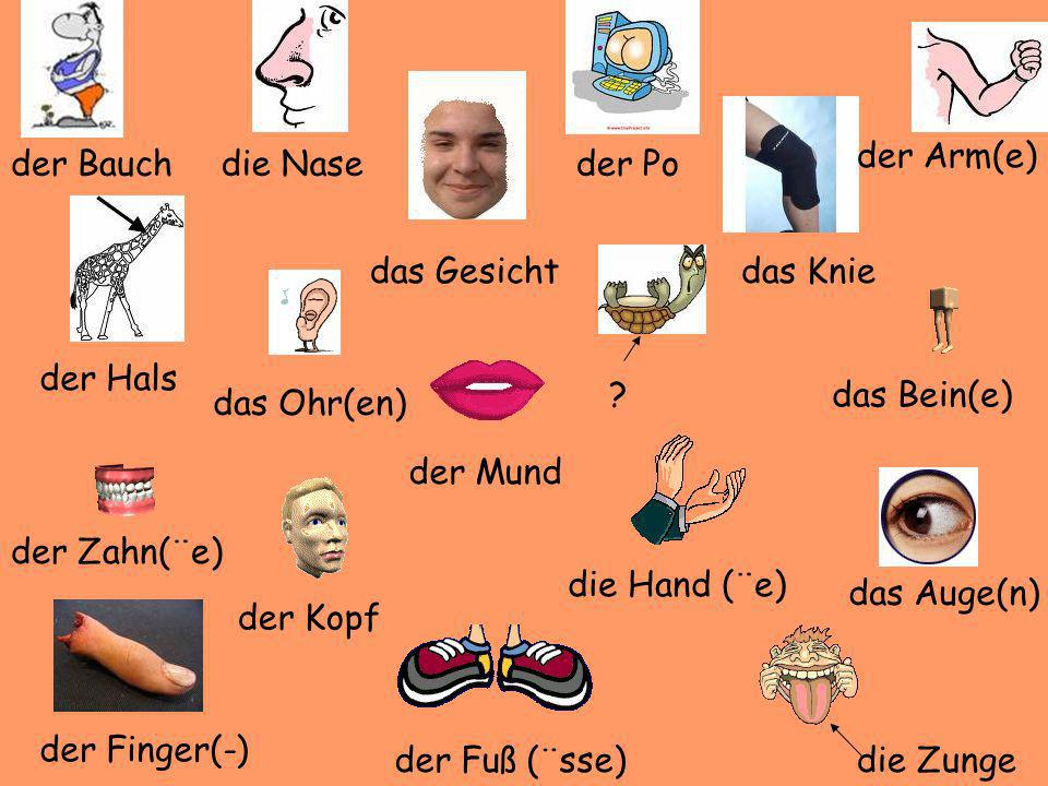 der Arm(e) der Bauch. die Nase. der Po. das Gesicht. das Knie. der Hals. das Bein(e) das Ohr(en)