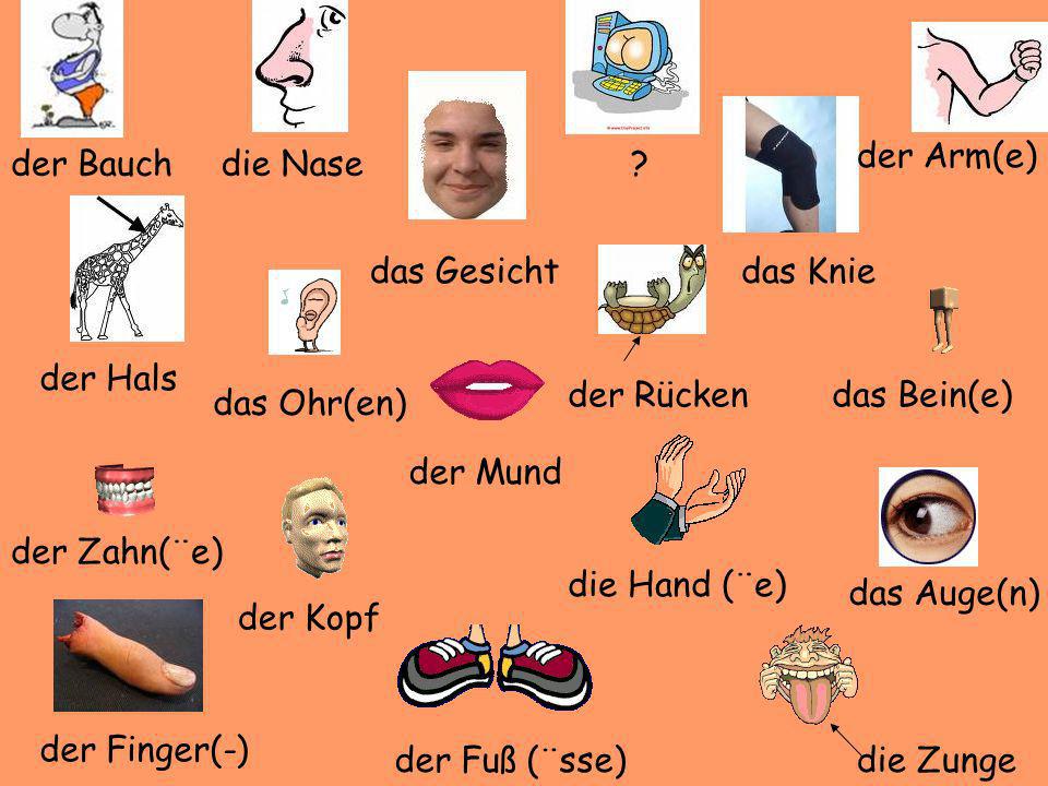 der Arm(e) der Bauch. die Nase. das Gesicht. das Knie. der Hals. der Rücken. das Bein(e) das Ohr(en)
