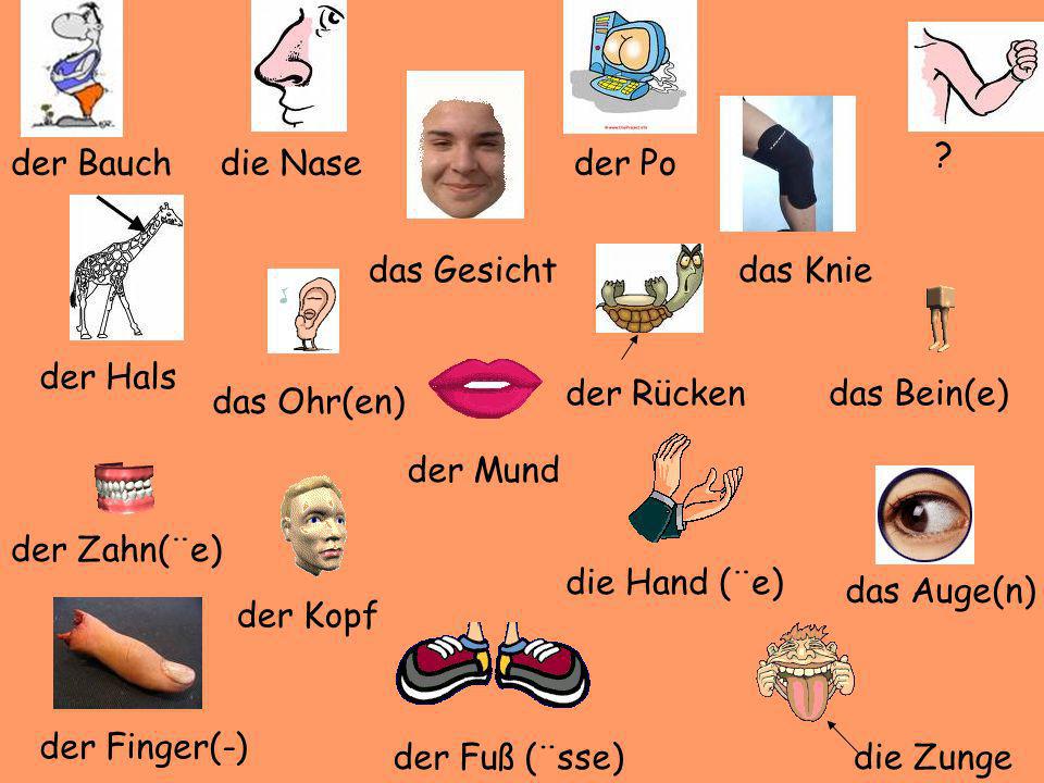 der Bauch. die Nase. der Po. das Gesicht. das Knie. der Hals. der Rücken. das Bein(e) das Ohr(en)