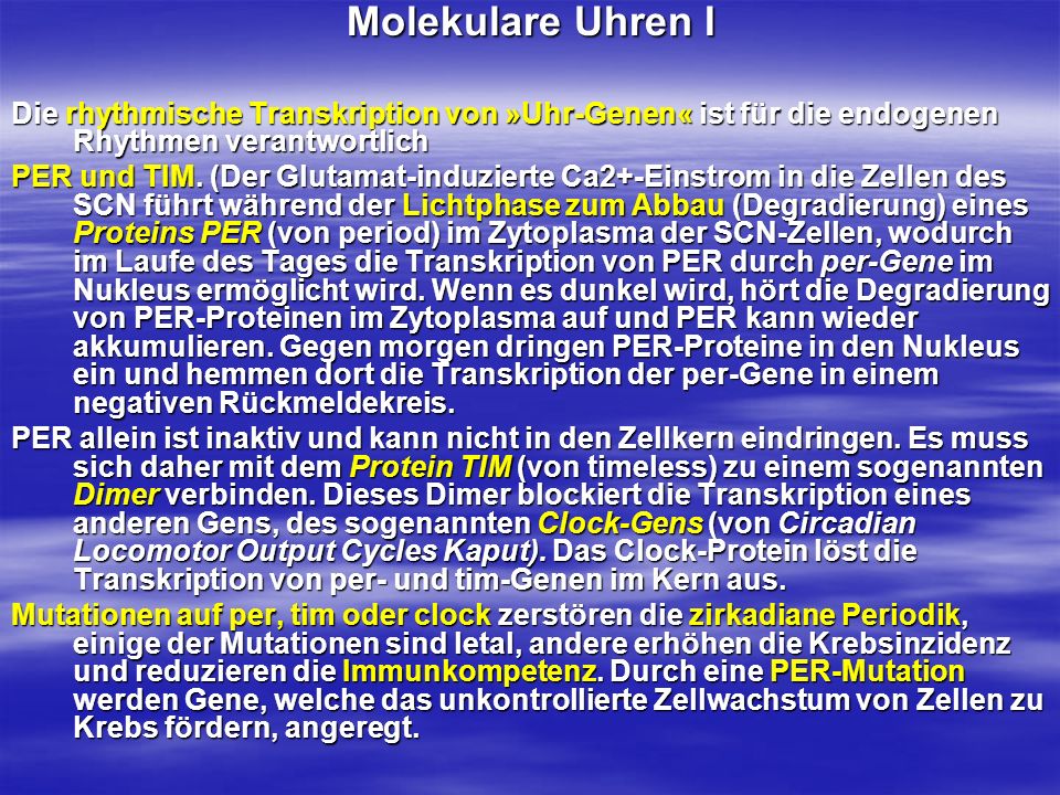 Molekulare Uhren I Die rhythmische Transkription von »Uhr-Genen« ist für die endogenen Rhythmen verantwortlich.