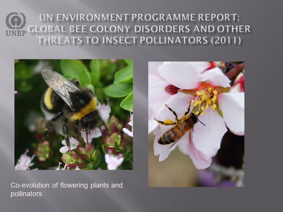 UN Environment Programme report: Global bee colony disorders and other threats to insect pollinators (2011)