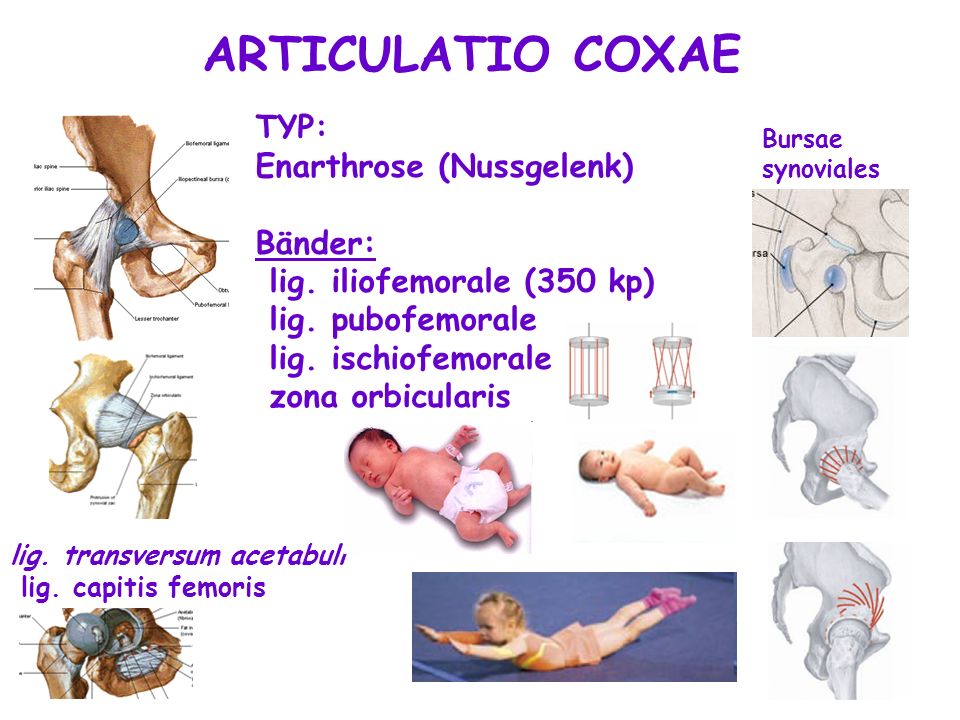 ARTICULATIO COXAE TYP: Enarthrose (Nussgelenk) Bänder: