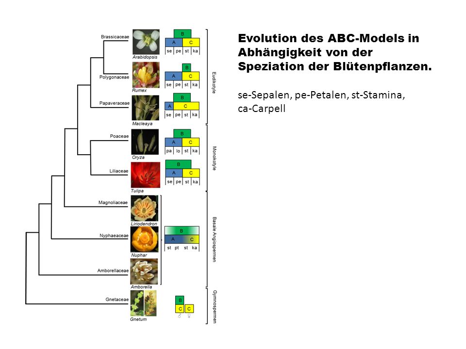 Evolution des ABC-Models in Abhängigkeit von der Speziation der Blütenpflanzen.