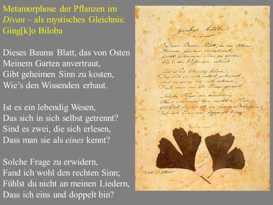 Metamorphose der Pflanzen im Divan – als mystisches Gleichnis: