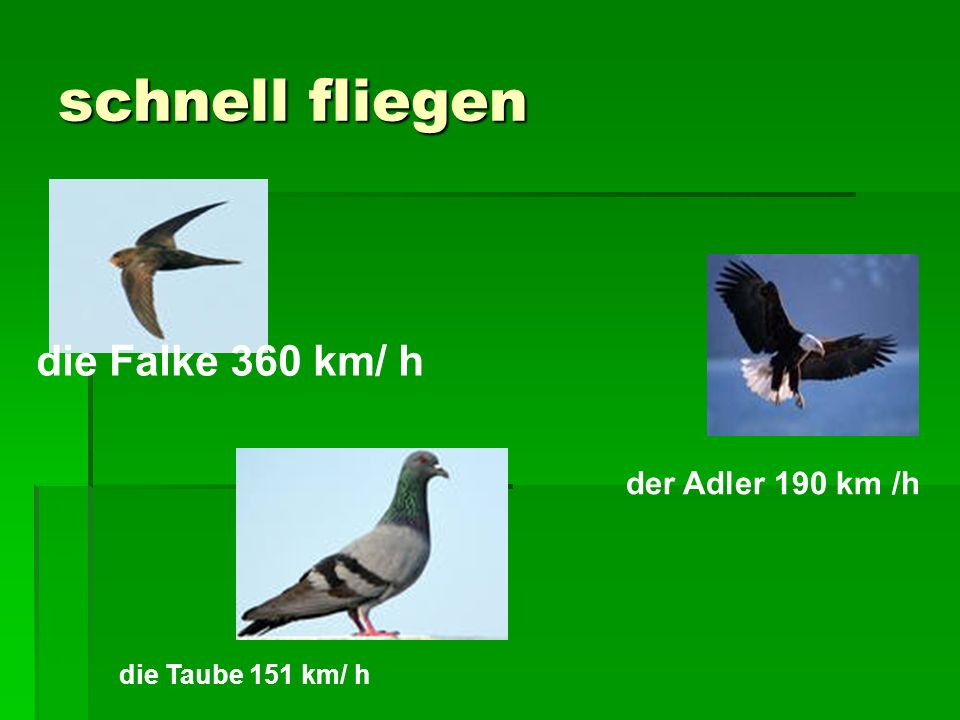schnell fliegen die Falke 360 km/ h der Adler 190 km /h