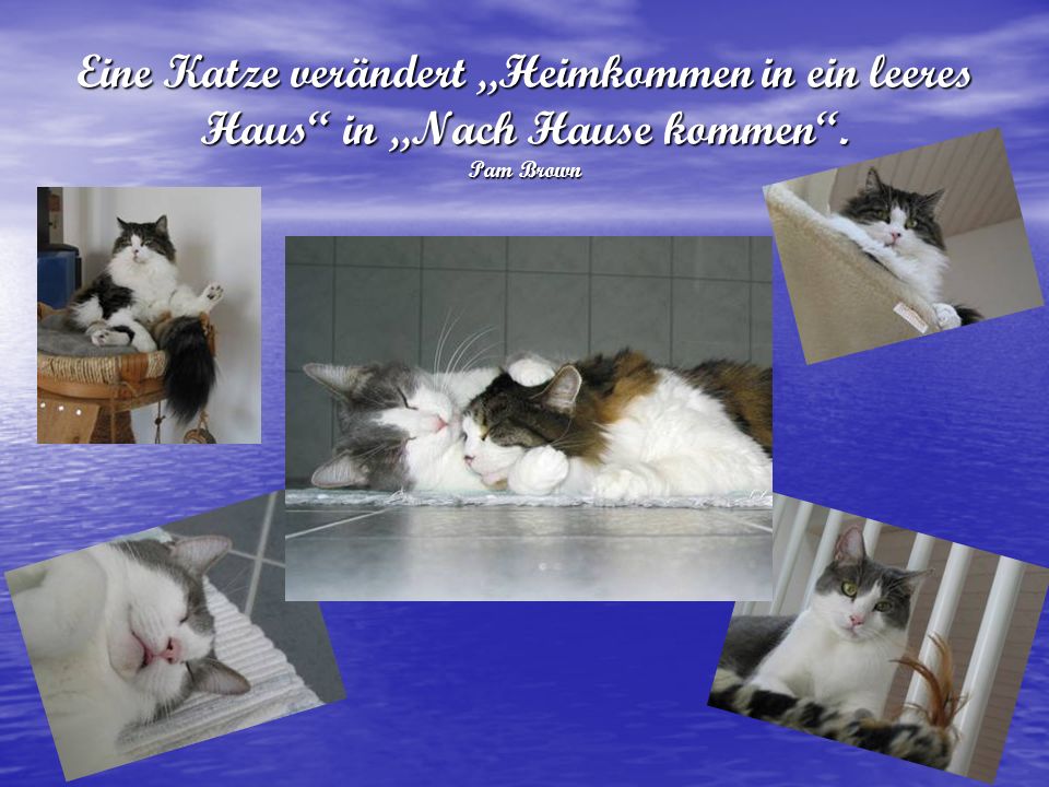 Eine Katze verändert „Heimkommen in ein leeres Haus in „Nach Hause kommen . Pam Brown