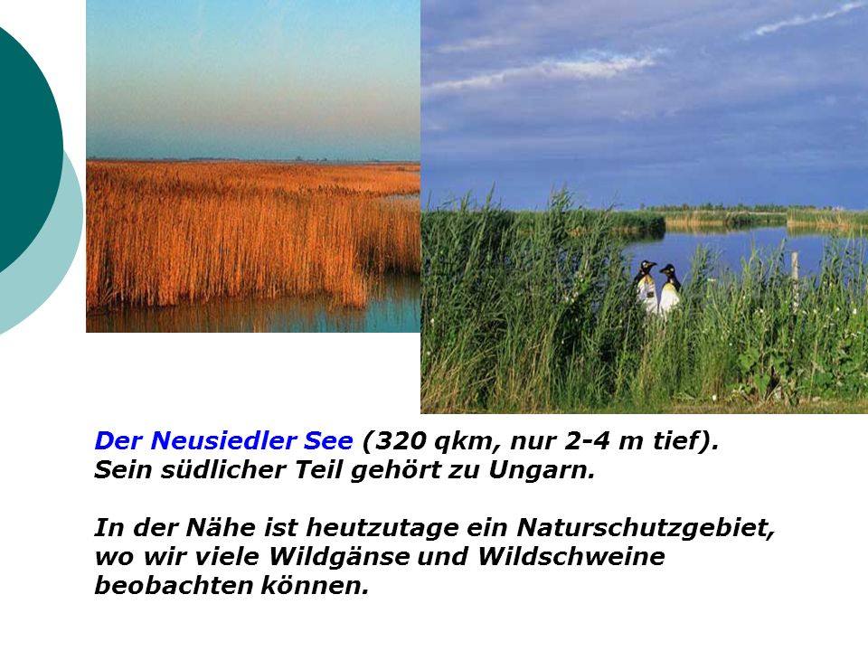 Der Neusiedler See (320 qkm, nur 2-4 m tief).